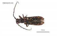 藏品(黃星姬山天牛)的圖片